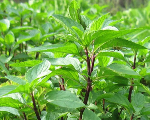 Nhung cay gia chua benh nen trong trong nha-Hinh-6